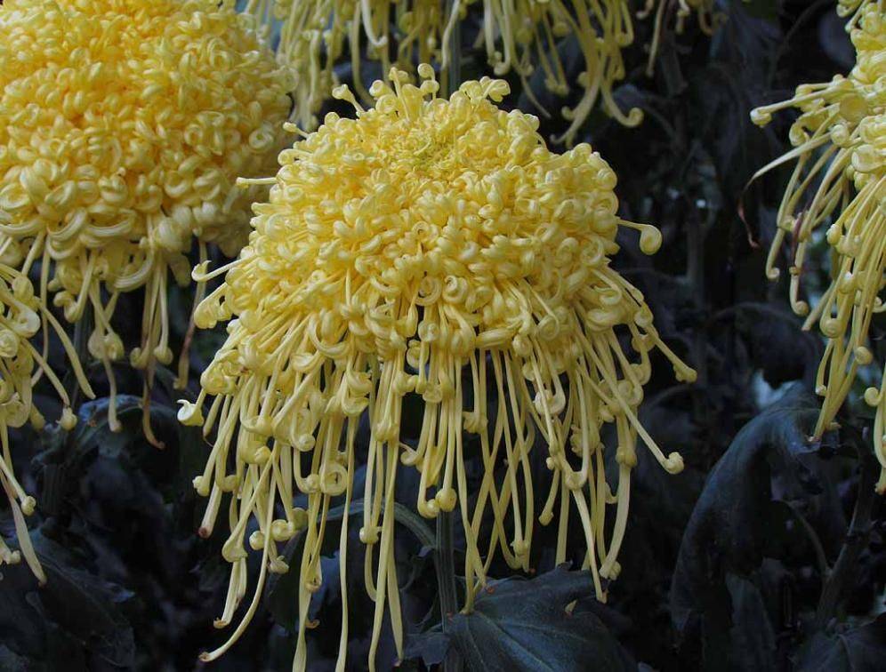 Longwood Gardens Sonhos