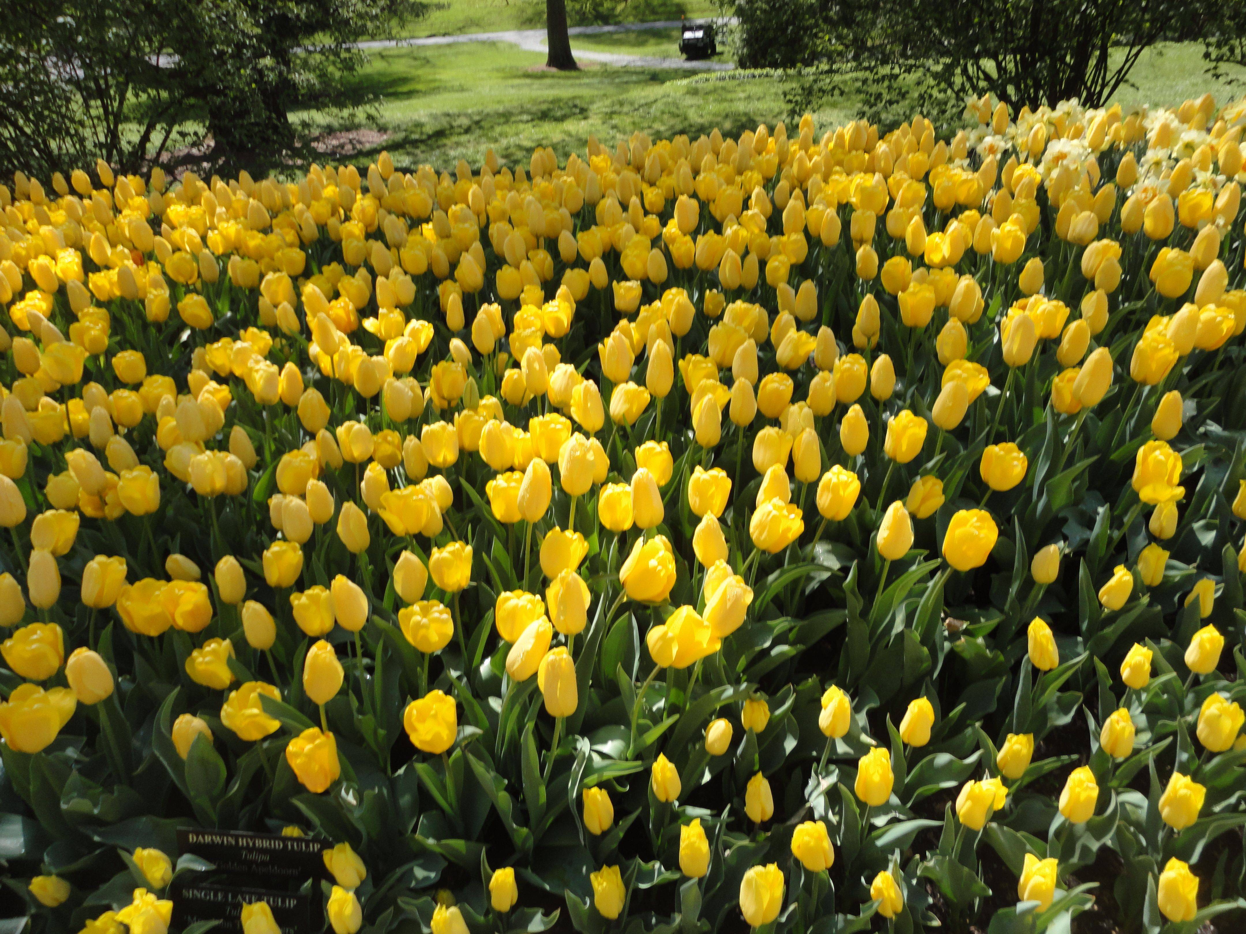 Longwood Gardens Longwood Gardens