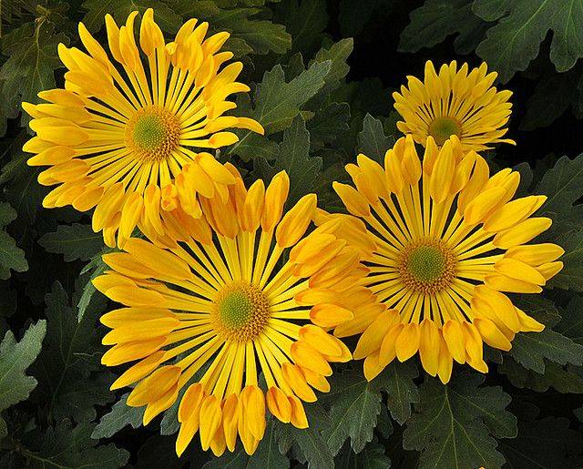 Gardening Hydroponics Aquaponics Flower Lover