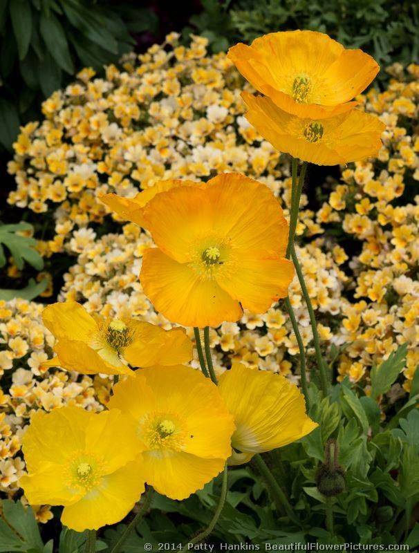 Yellow Chrysanthemums Img Chrysanthemum
