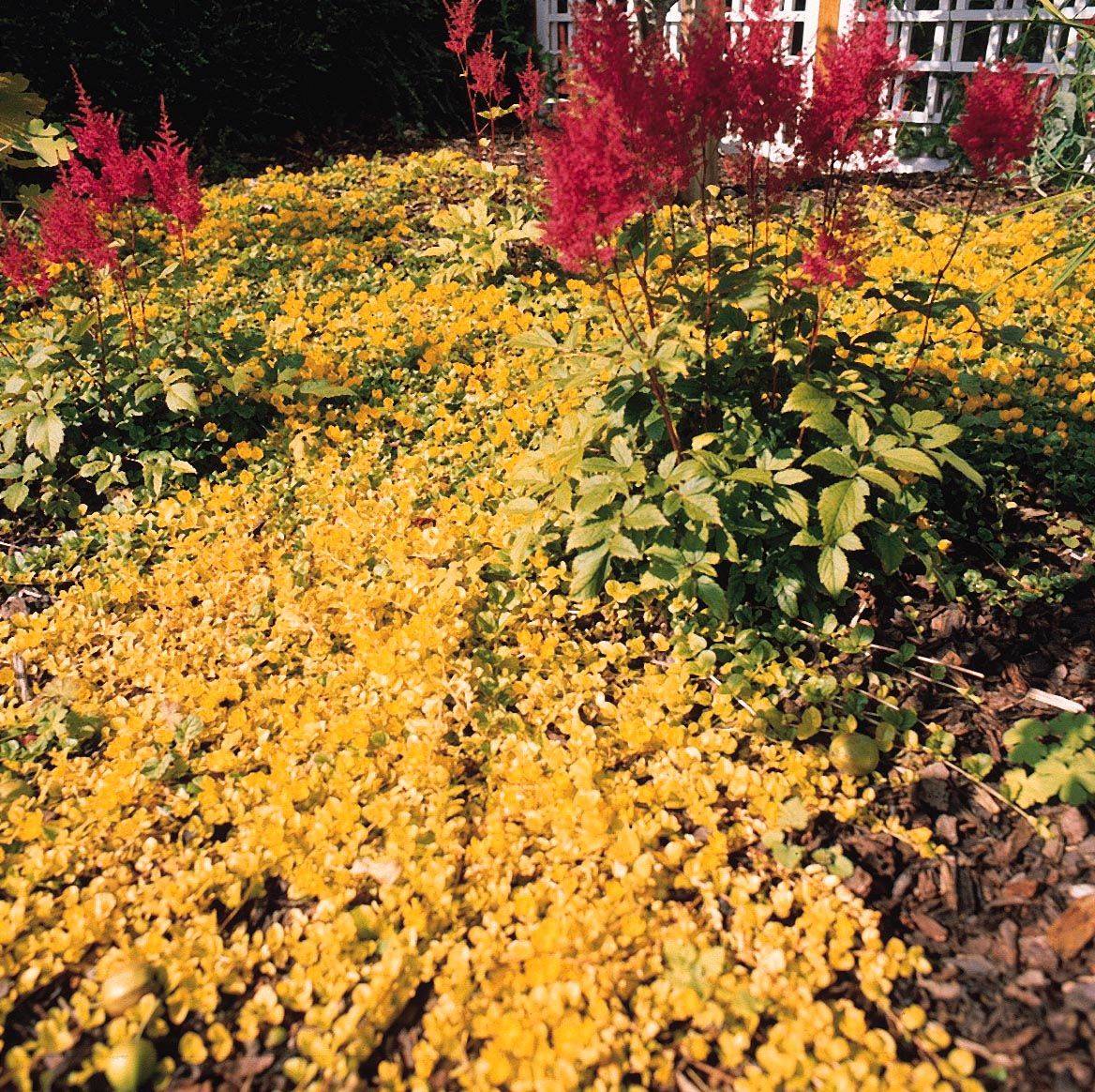 Yellow Longwood Bog Garden