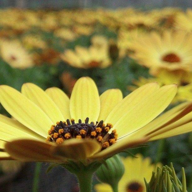 Longwood Gardens Yellow Orchid