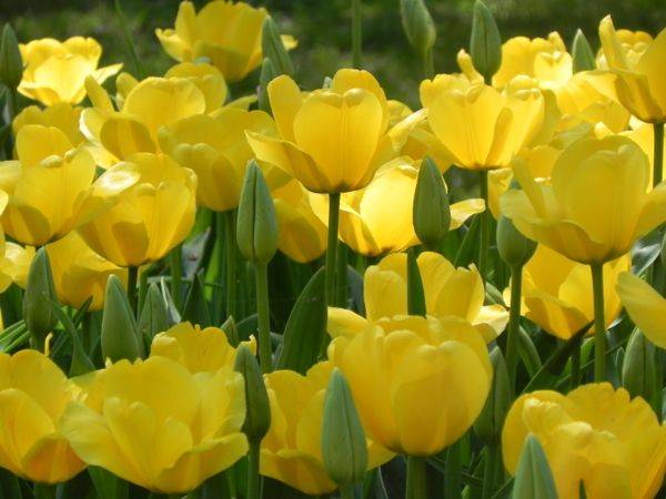 Alchera Beautiful Flowers Pictures