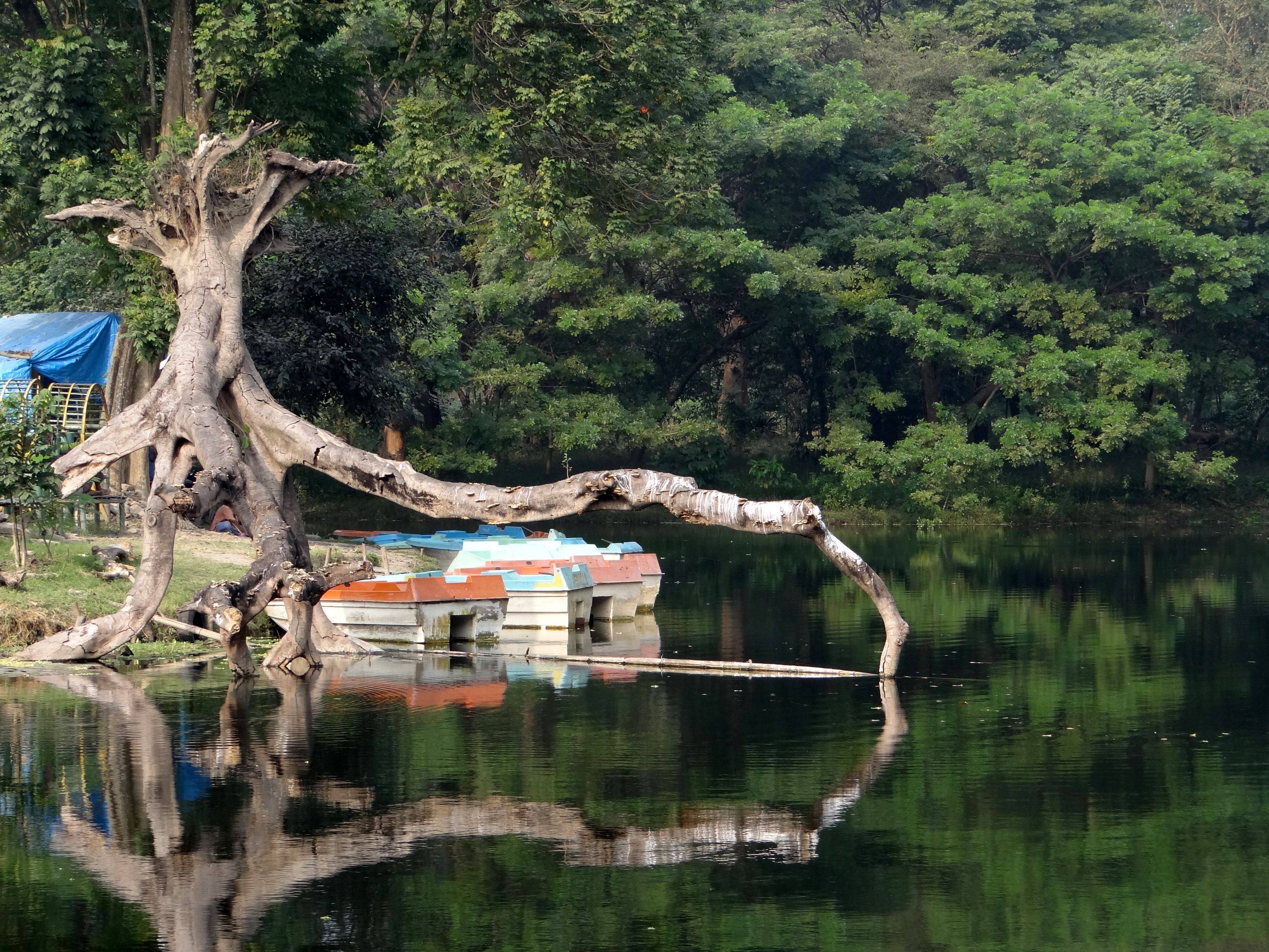 Bogor Botanical Garden Indonesia