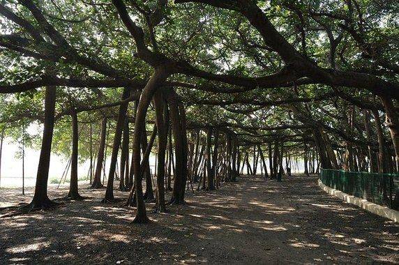 Botanical Garden