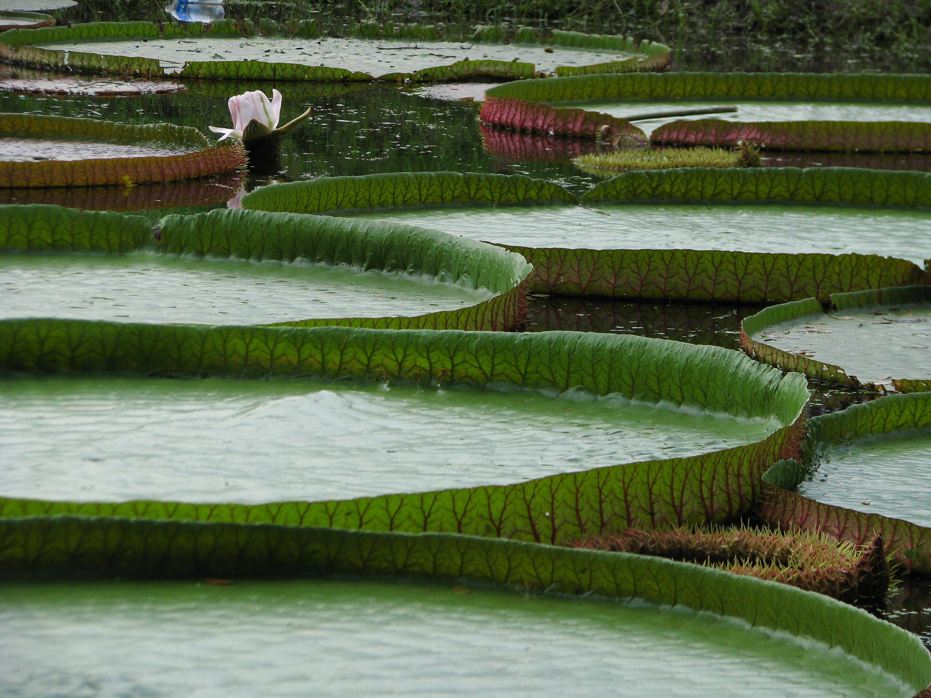 Kolkata Botanical Gardens