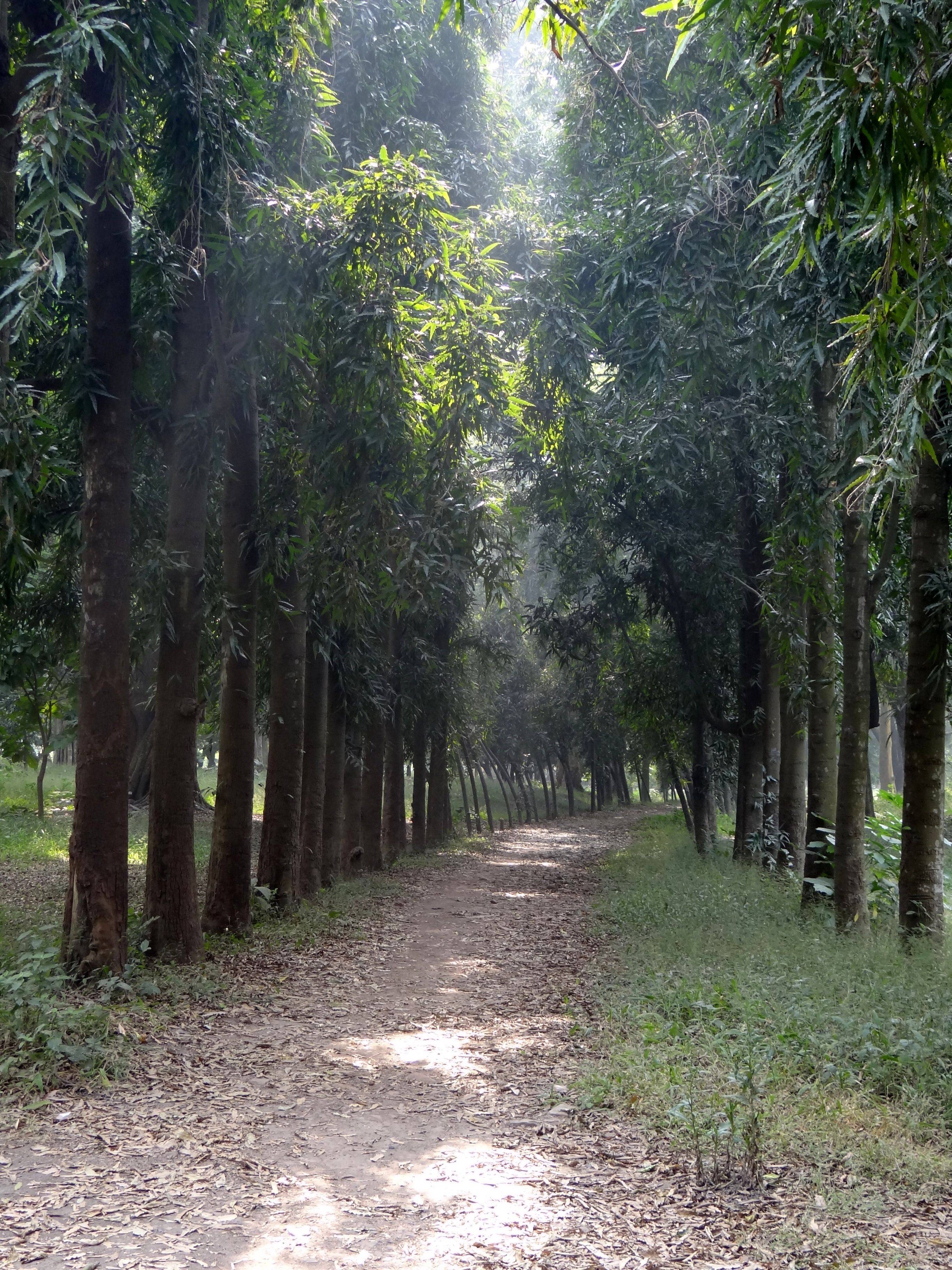 Acharya Jagadish Chandra Bose Indian Botanic Garden