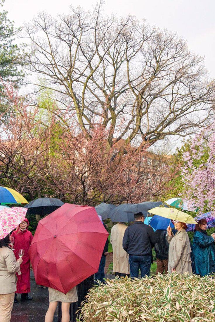 The Brooklyn Botanic Garden Cherry Blossom Festival