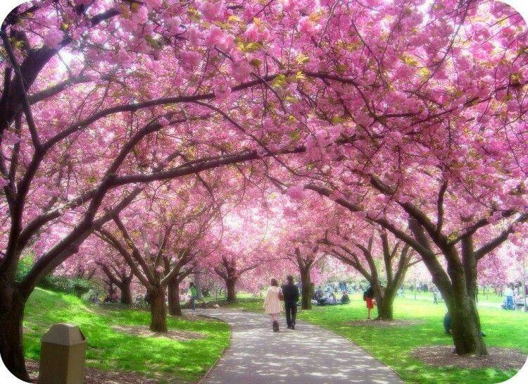 Brooklyn Botanic Garden Brooklyn