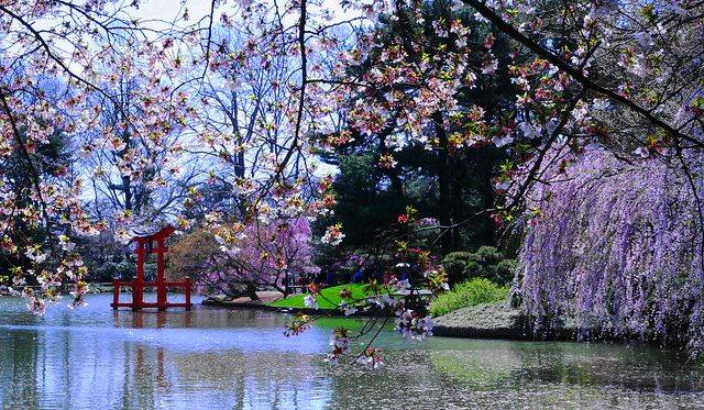 Brooklyn Botanical Garden Cherry Blossom Season Garden