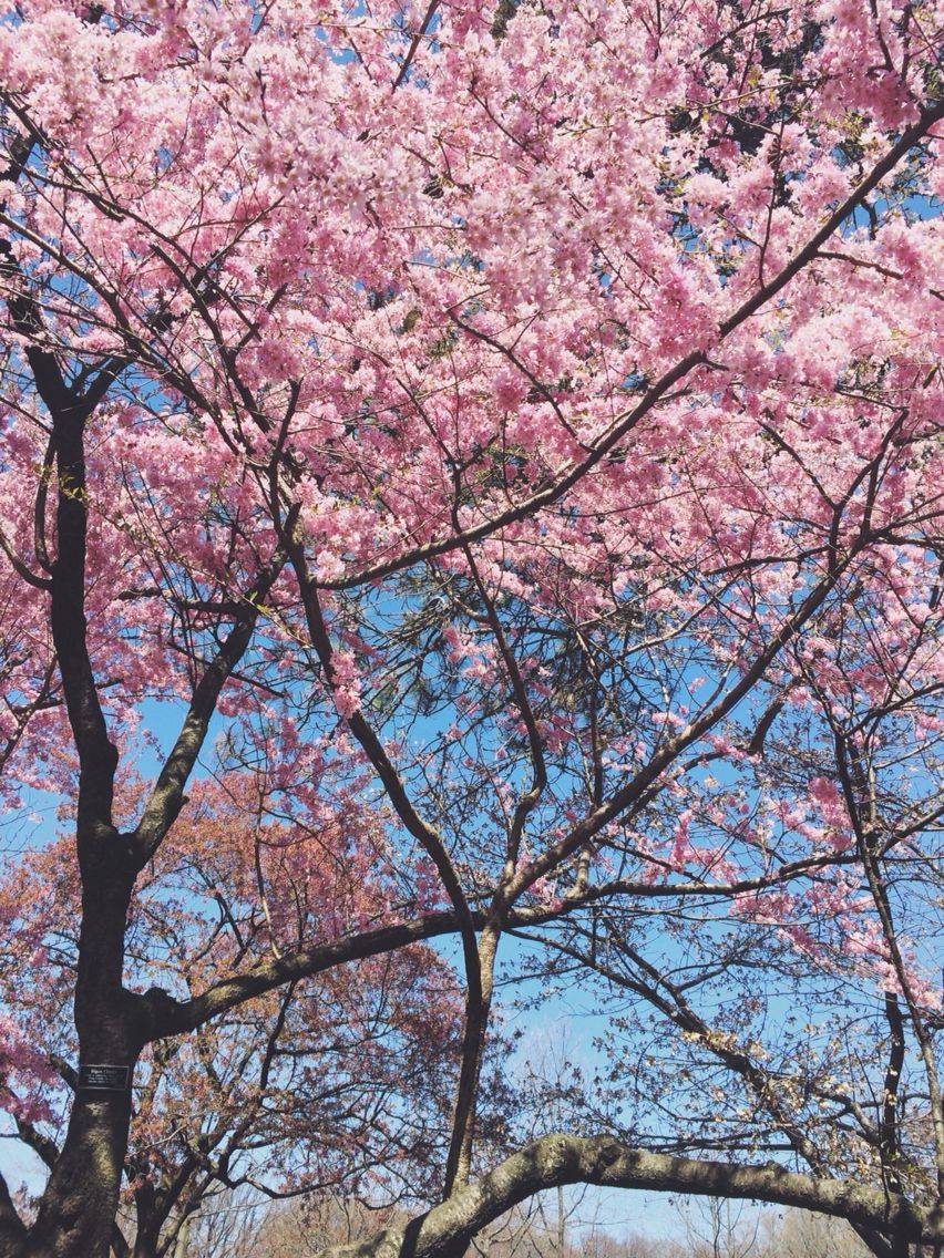 Brooklyn Botanical Gardens Cherry Blossoms