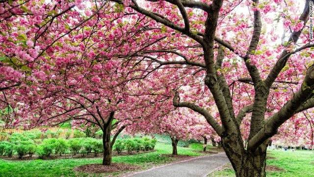 Brooklyn Botanical Gardens Paintings