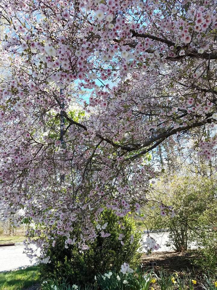 Cherry Blossom Brooklyn Botanical Garden New York Garden