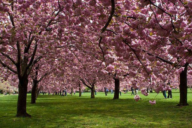 Brooklyn Botanic Gardens Festival