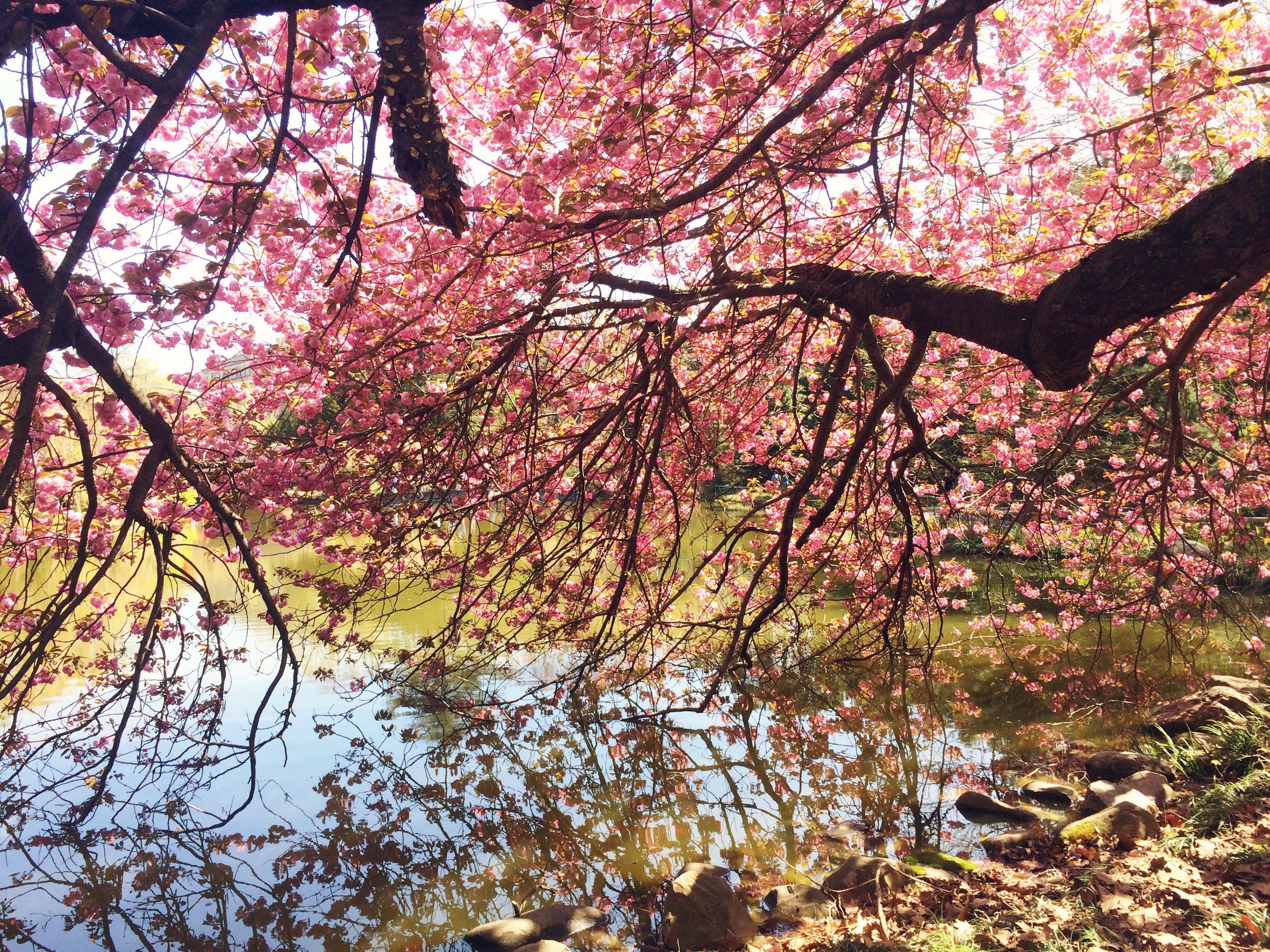 Cherry Blossoms Sakura Brooklyn Botanical Garden Nyc Brooklyn