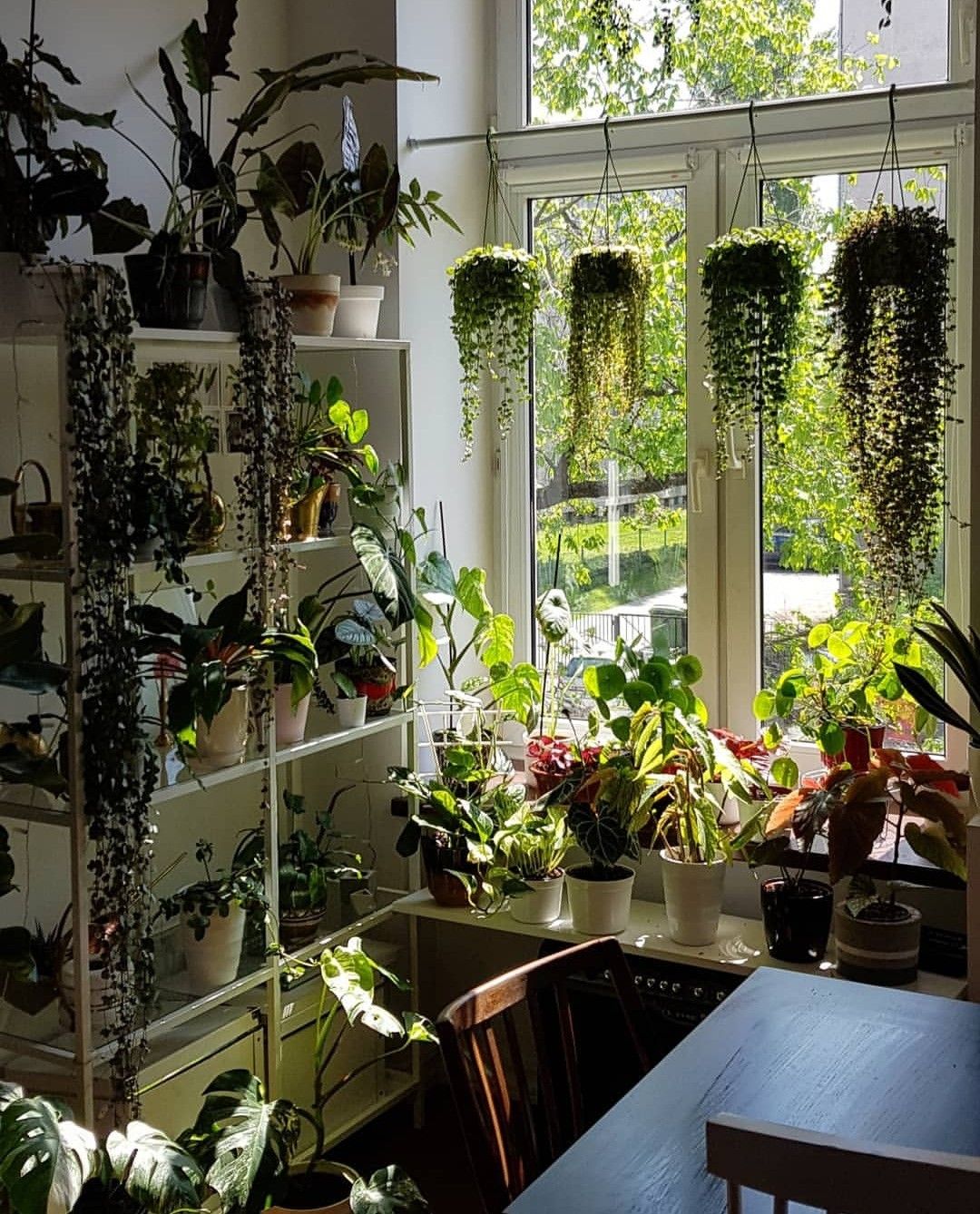 Inspiring Awesome Windows Hanging Plants Ideas