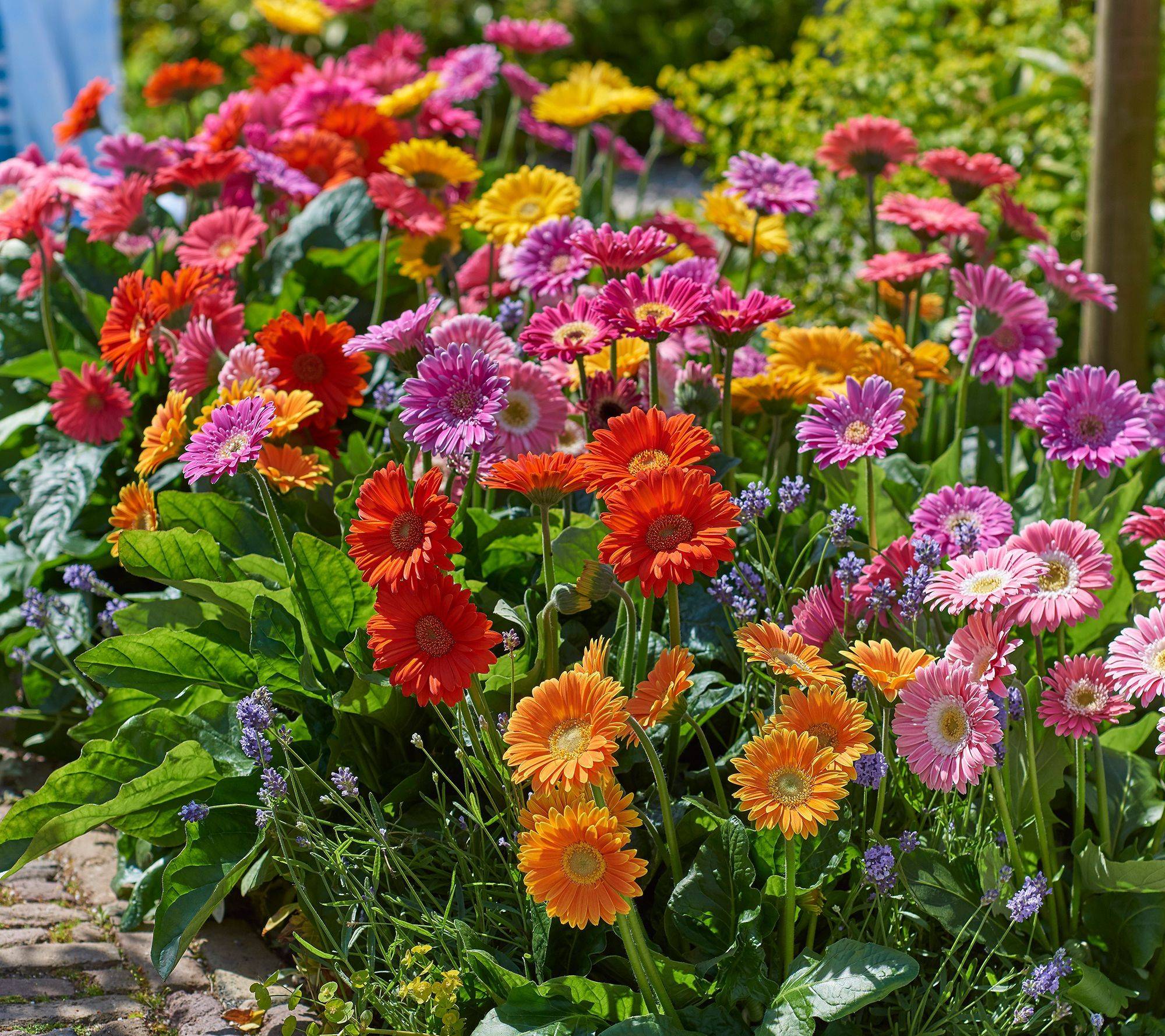Small Yards Gardening Flowers