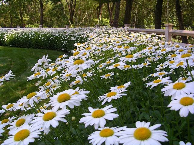 Bright Daisy Flower Garden Plants