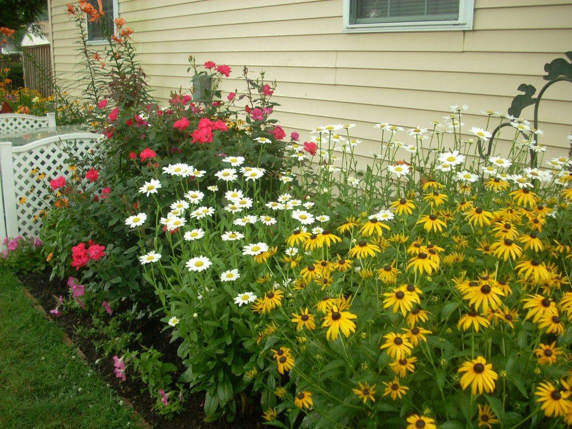 Golden Feverfew Salvia Viridis Blue Clary