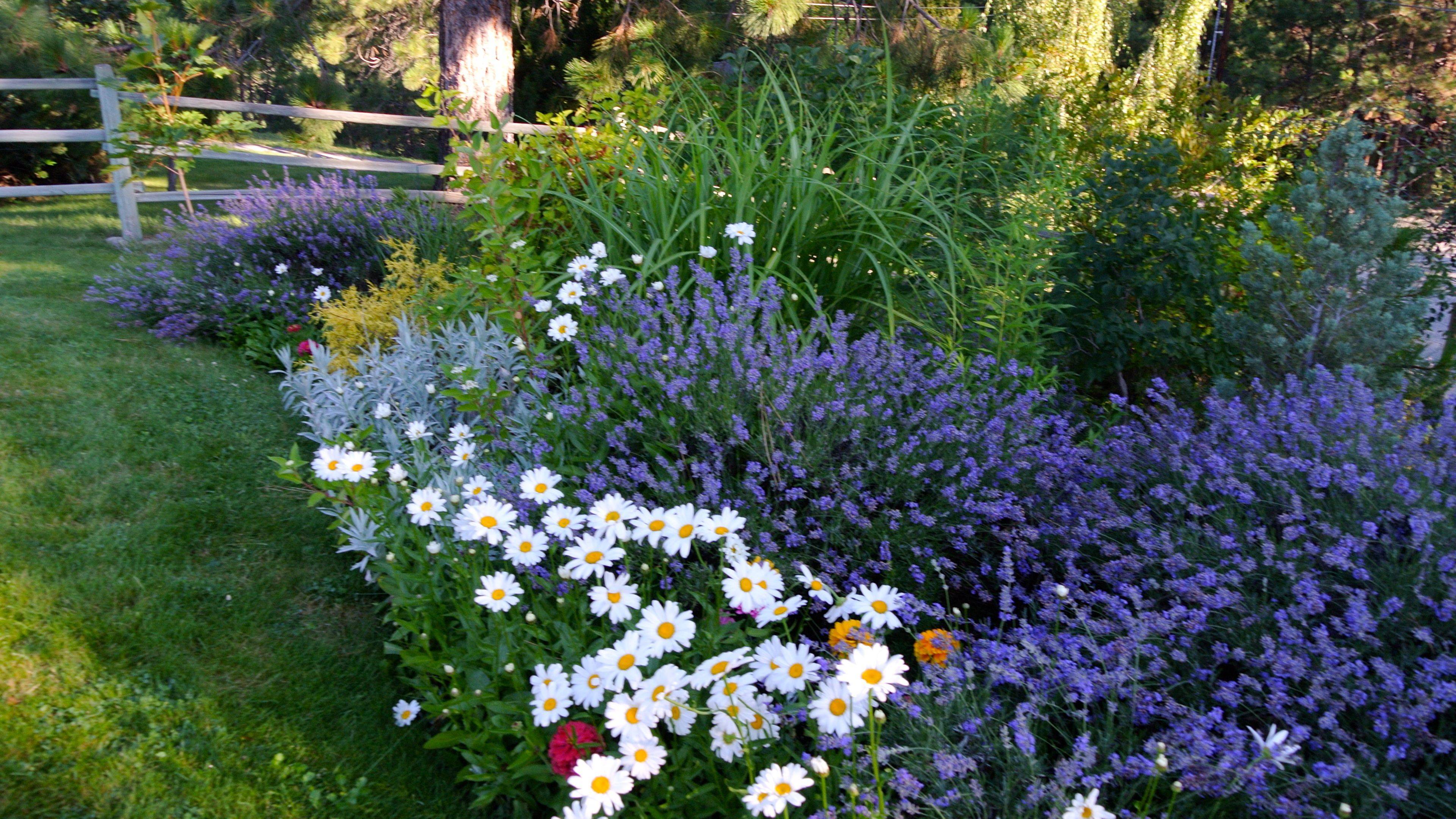 Perennials Httpwwwperennialscomcontentperennials