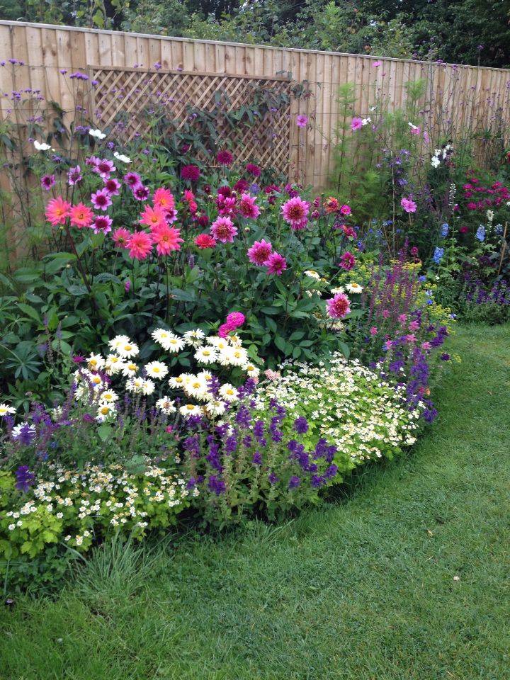 Robertas Piece Super Sweet Hardy Gerber Daisies Autodelivery