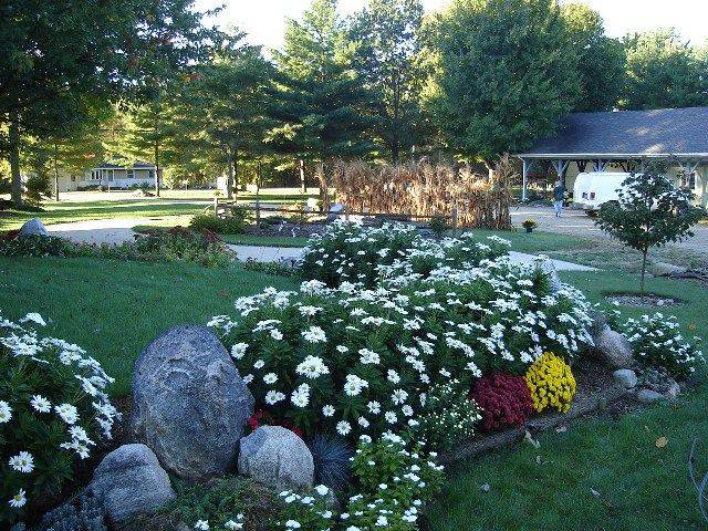 Shasta Daisy Border Traditionallandscape