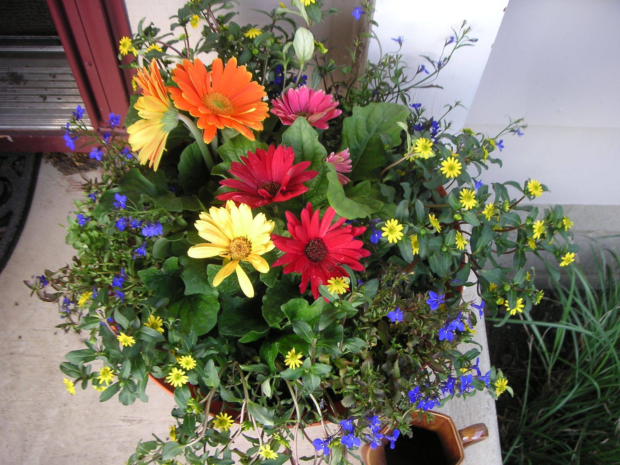 Dwarf Shasta Daisies