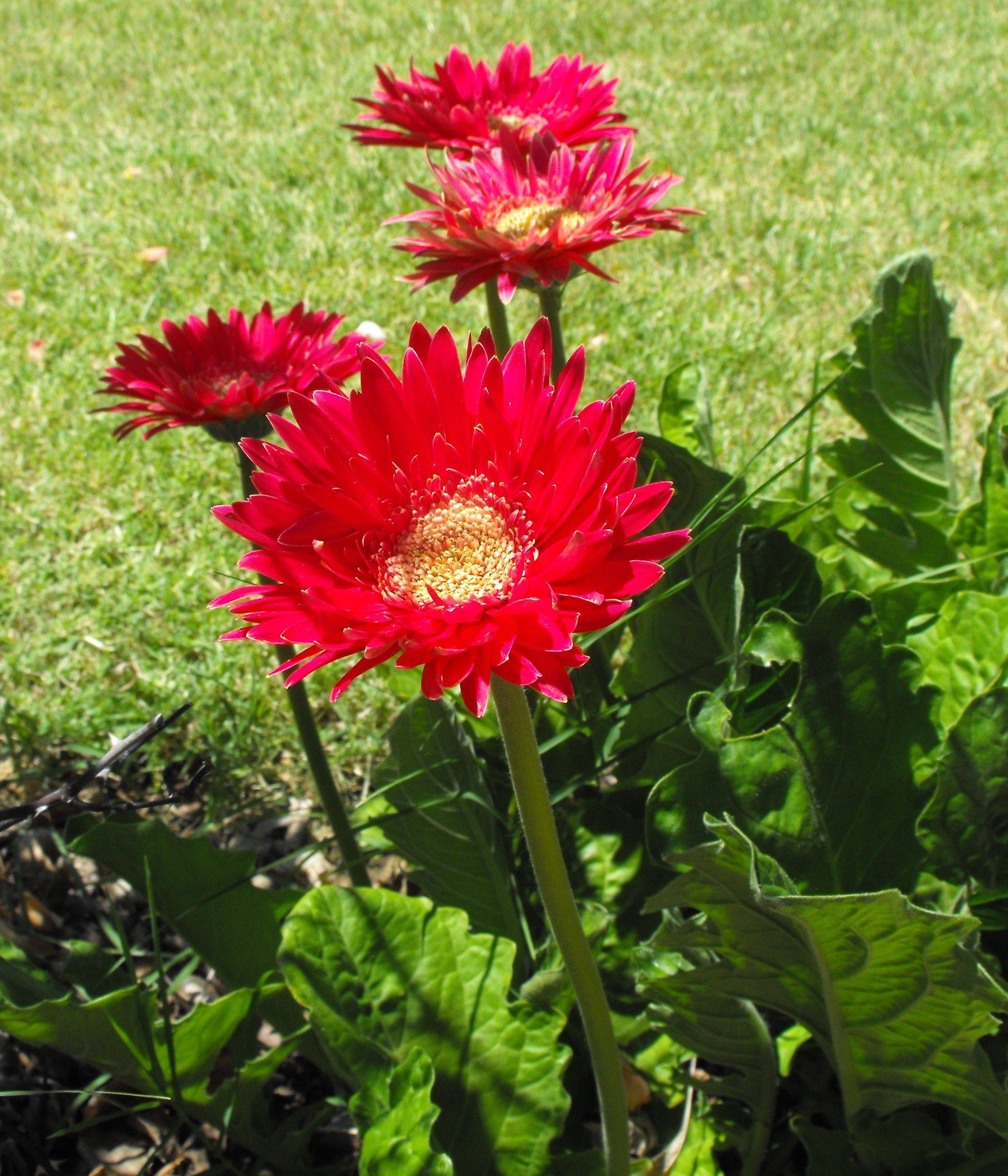Gerbera Daisy Terra Greenhouses