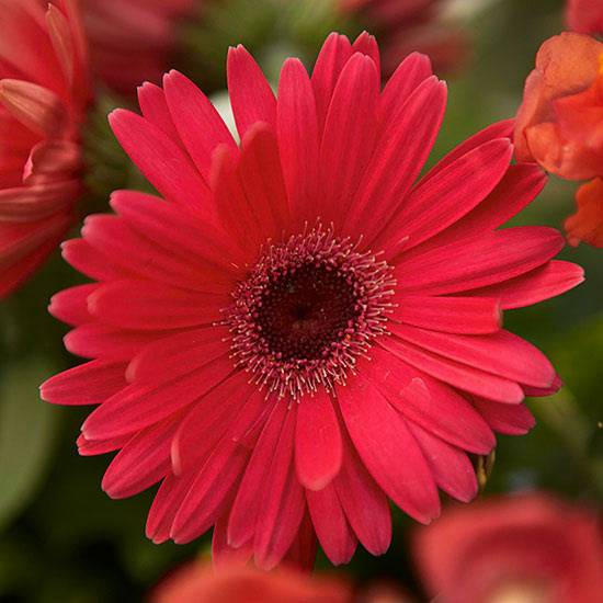 Aiden Gardens Rare Flower Plants Gerbera Jamesonii
