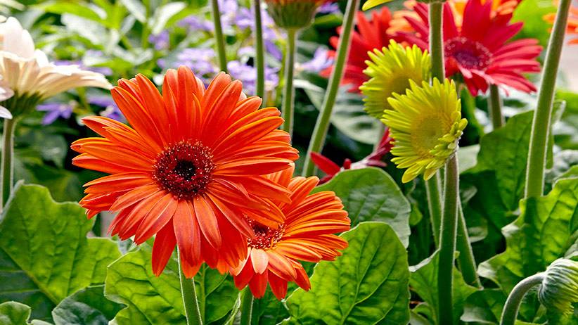 Gerbera Daisies