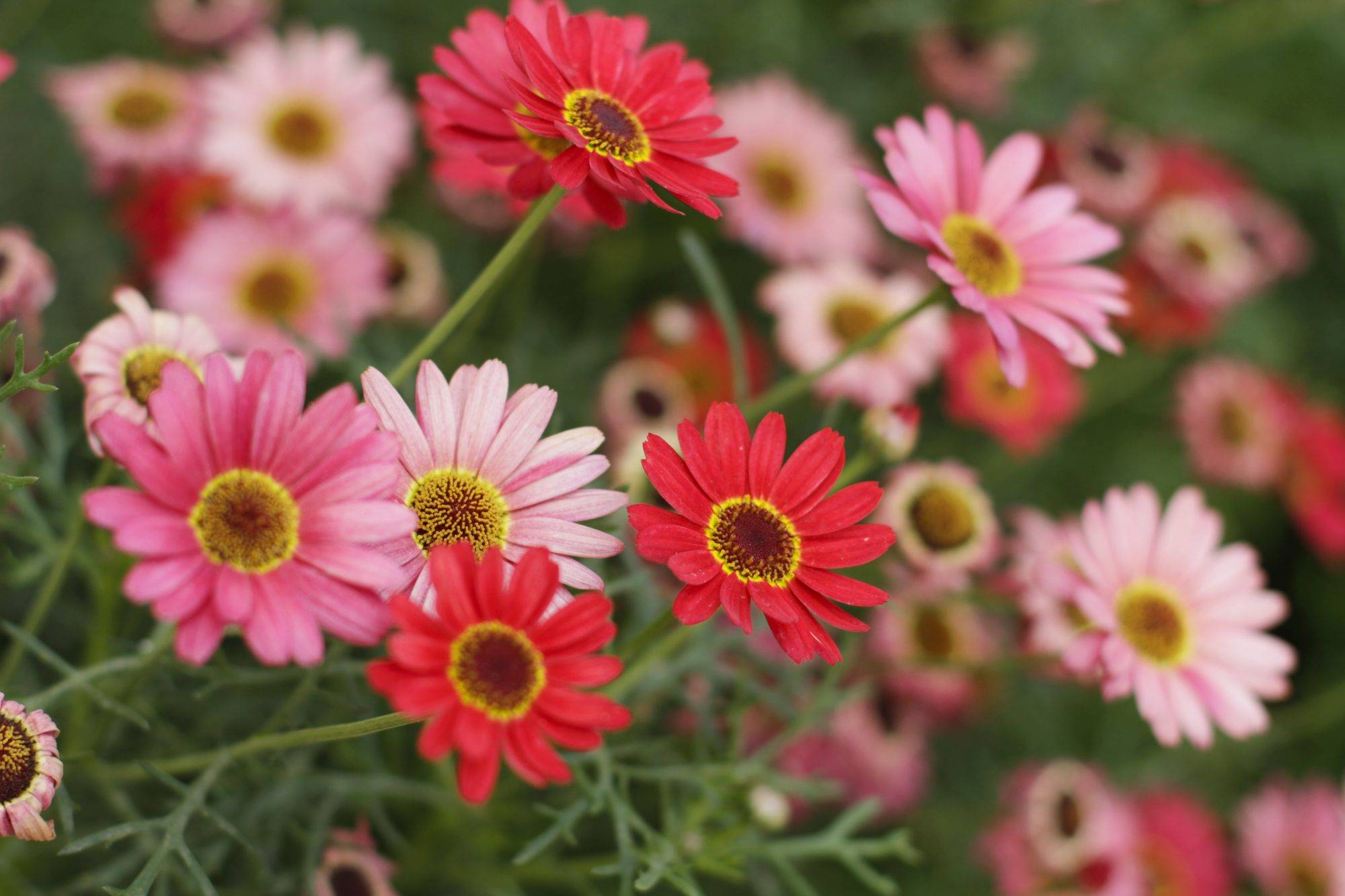 Frosted Hot Pink Garden Jewels