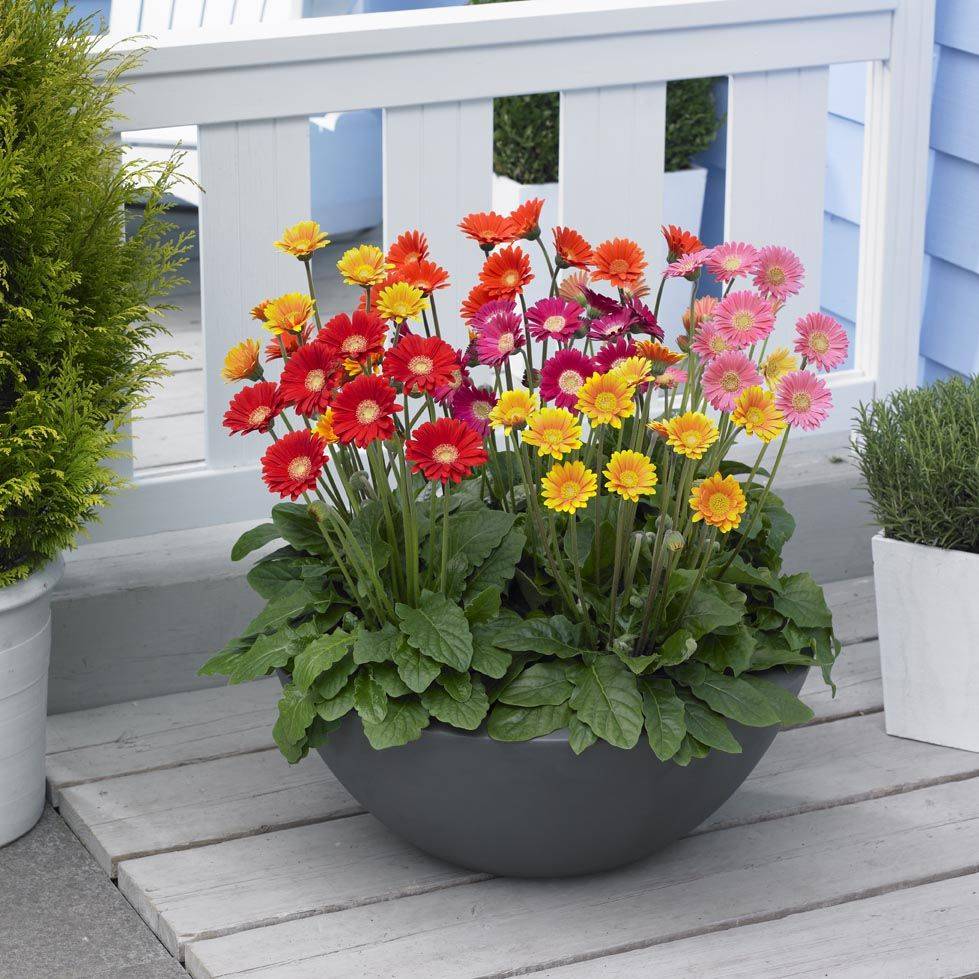Garden Containers
