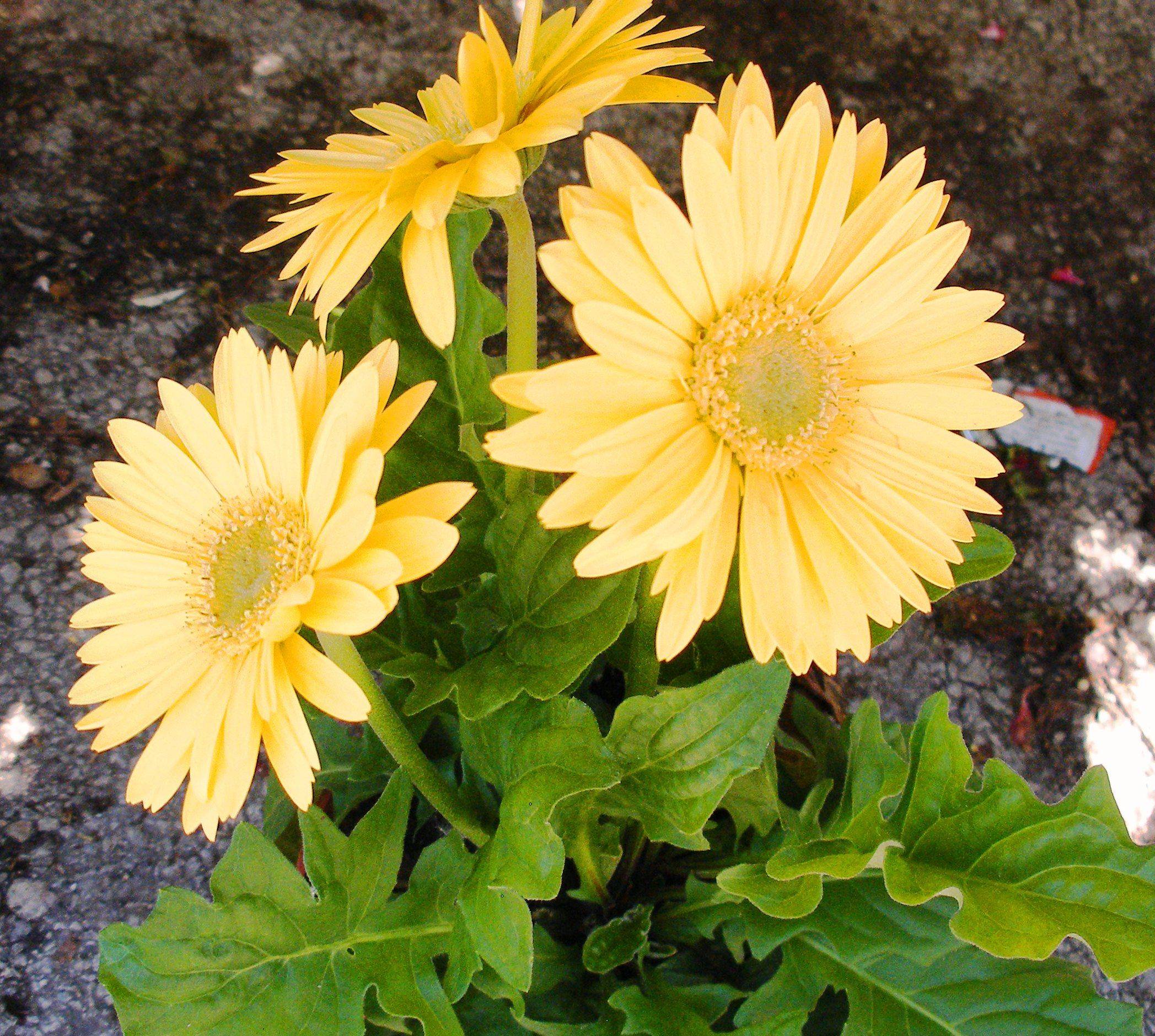 Andys Creekside Nursery