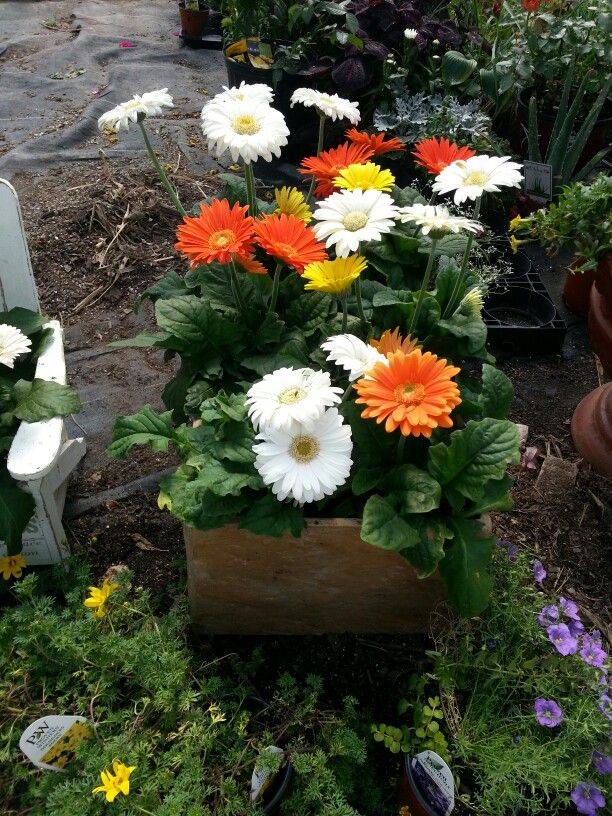 Gerbera Daisy Care