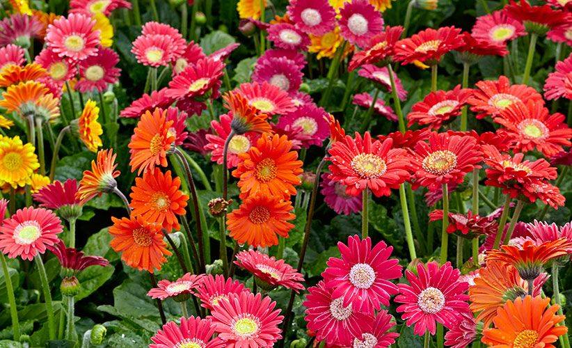 Gerbera Daisy Care