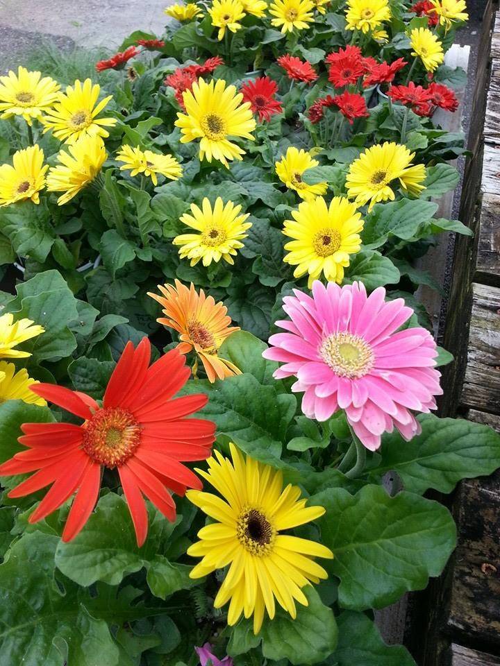 Transvaal Daisy