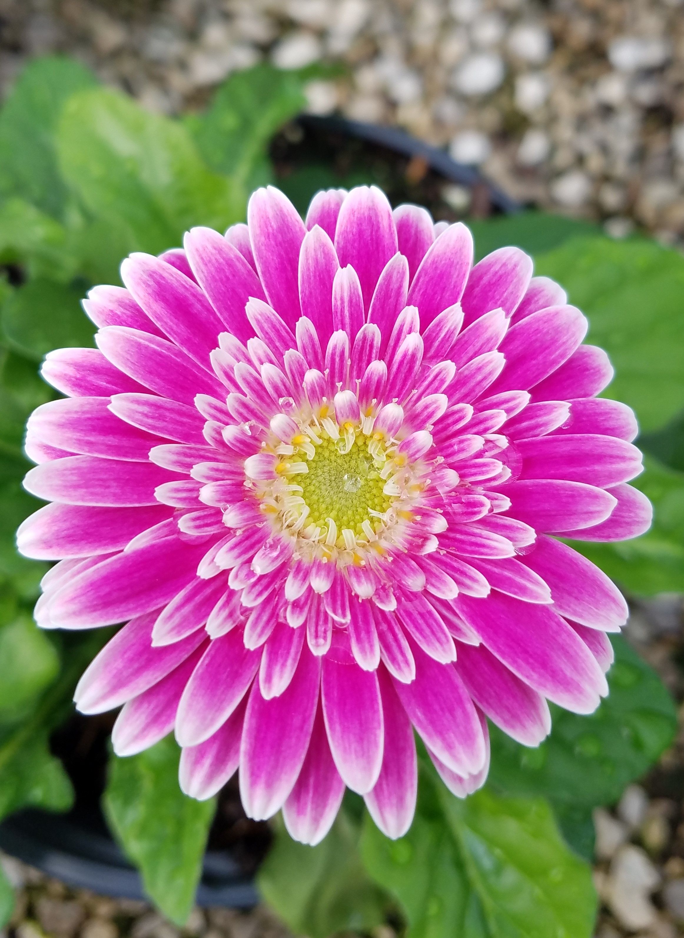 Better Gerbera Daisies