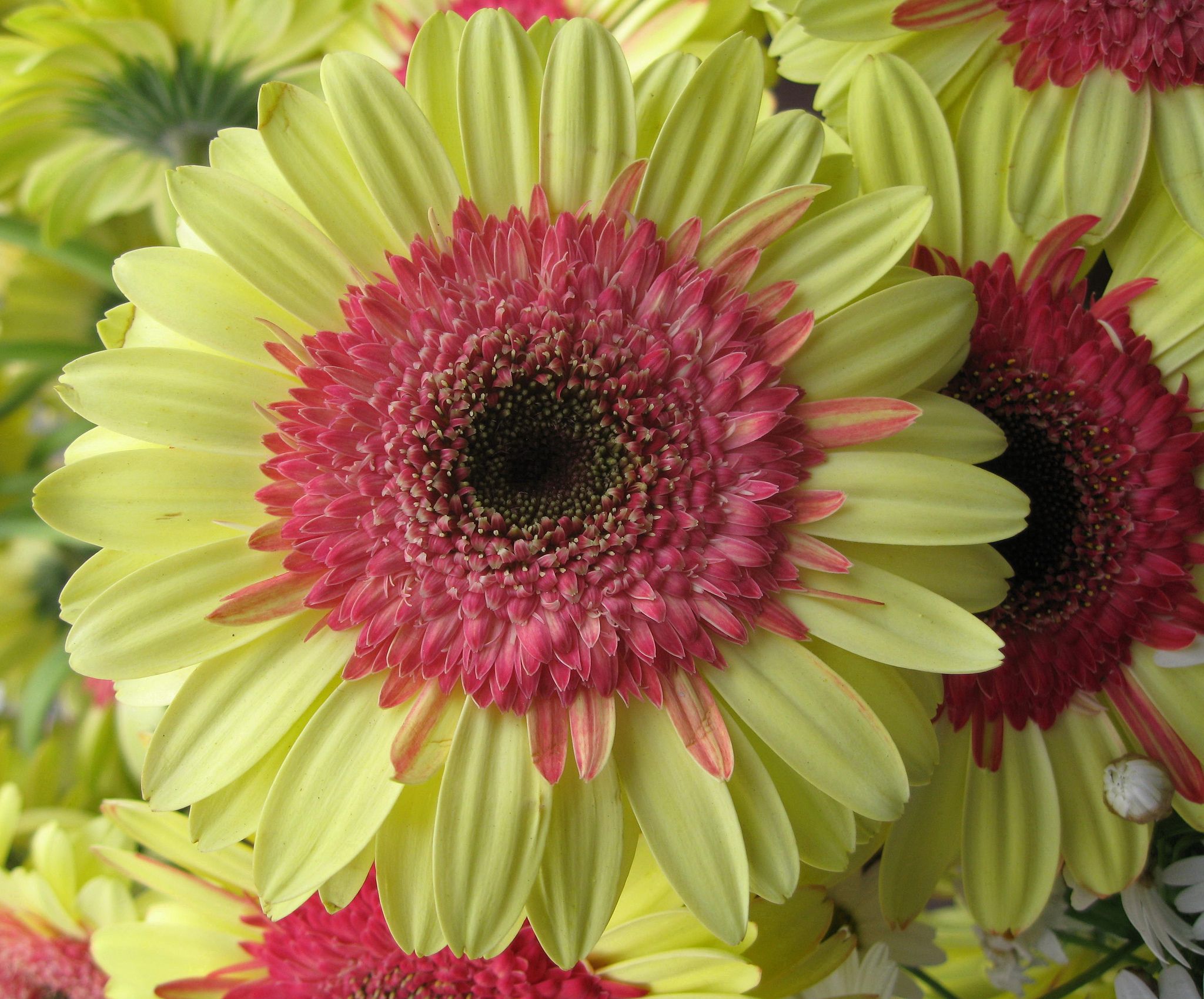 Better Gerbera Daisies