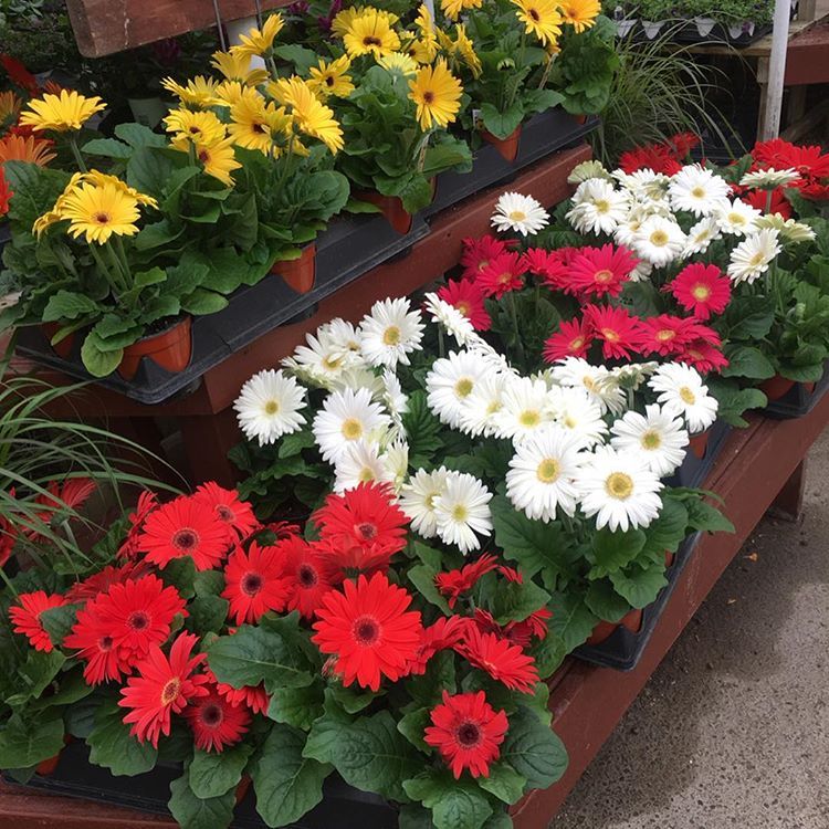 Img Gerbera Daisy Plants