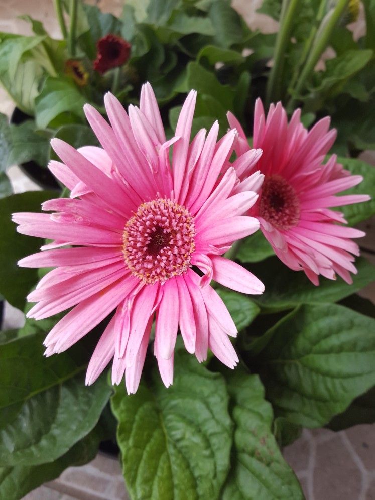 Gerbera Daisy