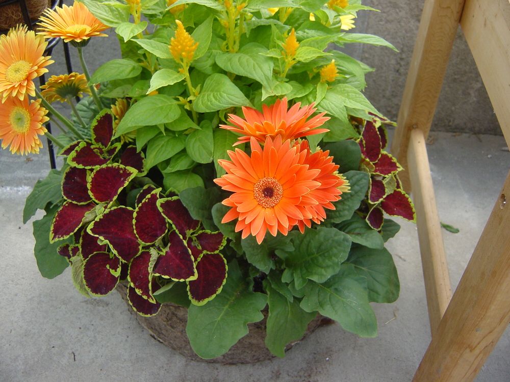 Orange Gerbera Daisy