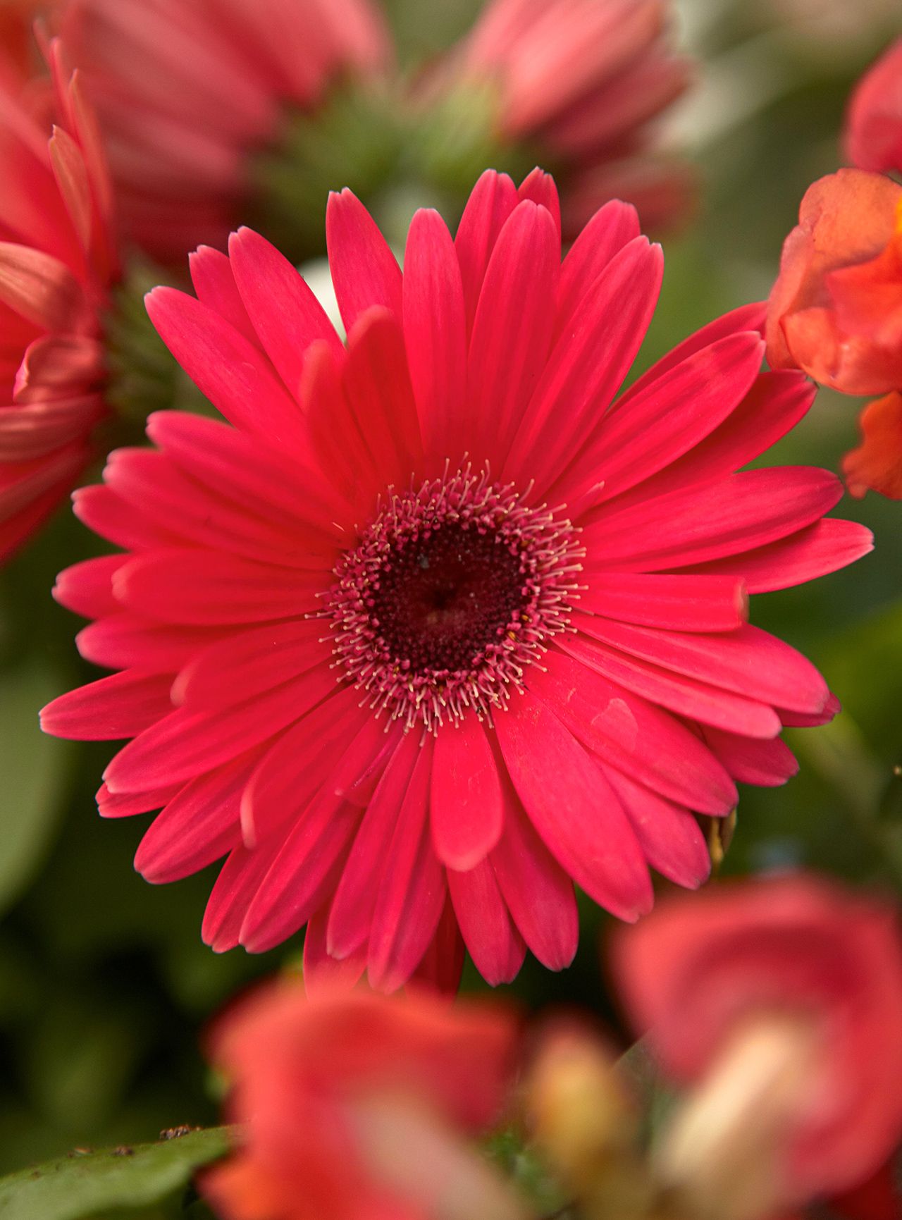 Gerbera Daisy