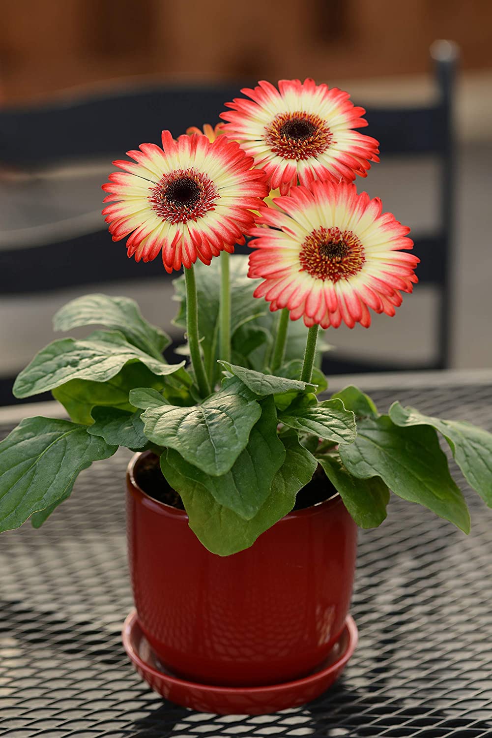 Gardening Ideas