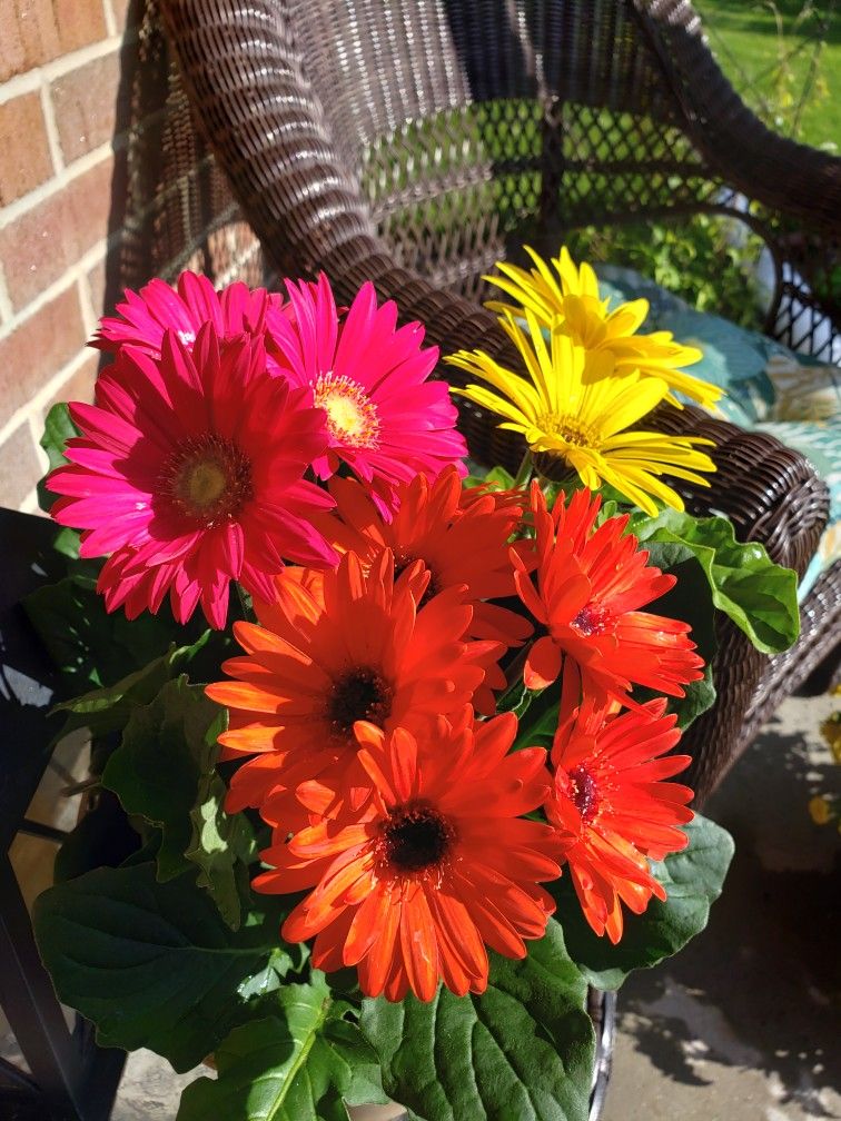 The Complete Gerbera Daisy Care Guide Gerbera Daisy Care