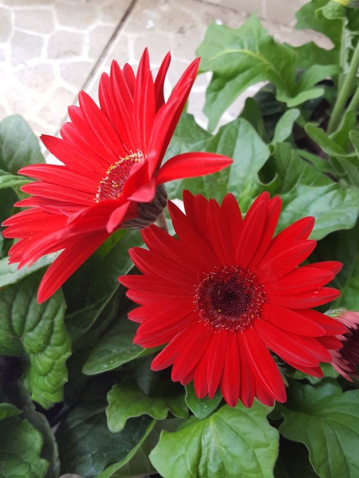 Gerbera Daisies