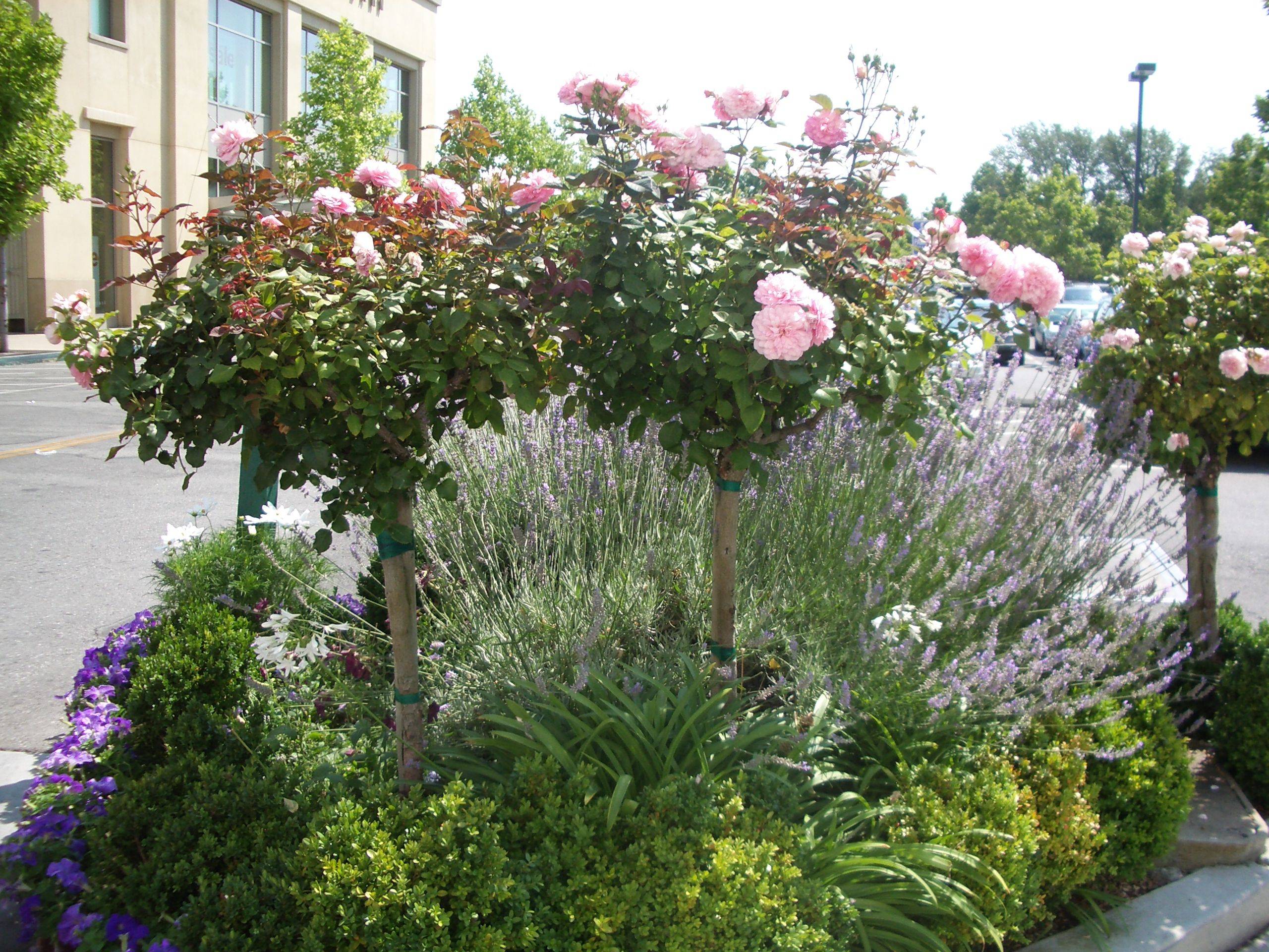 Garden Edging Ideas