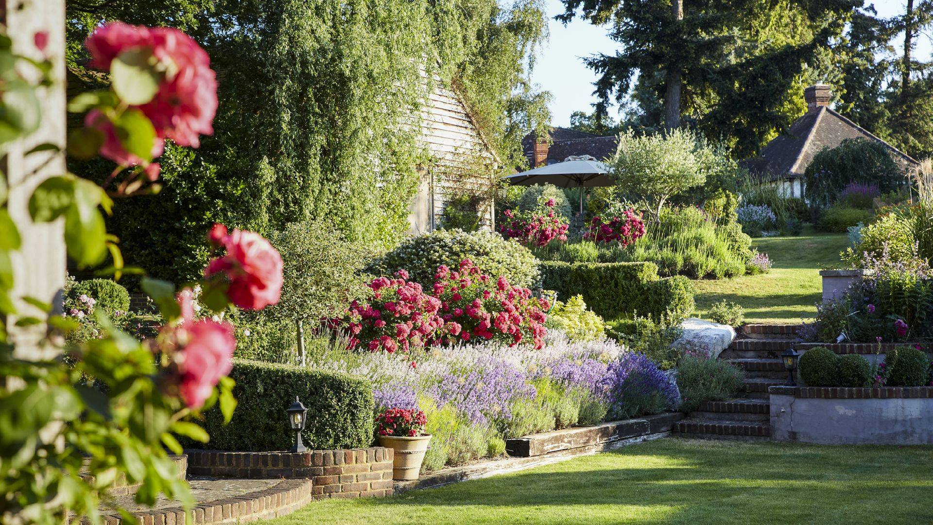 Lavender Border