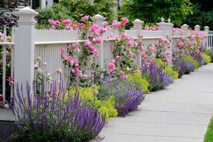 Laycock Gardens Llc Geraniums Garden