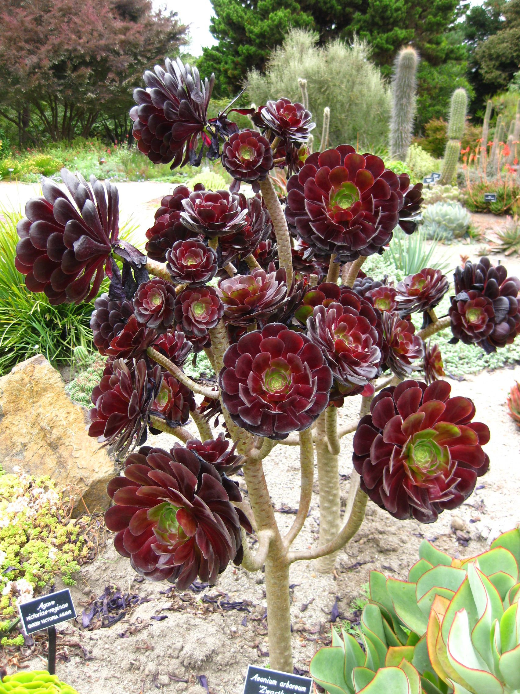 Mendocino Botanical Gardens