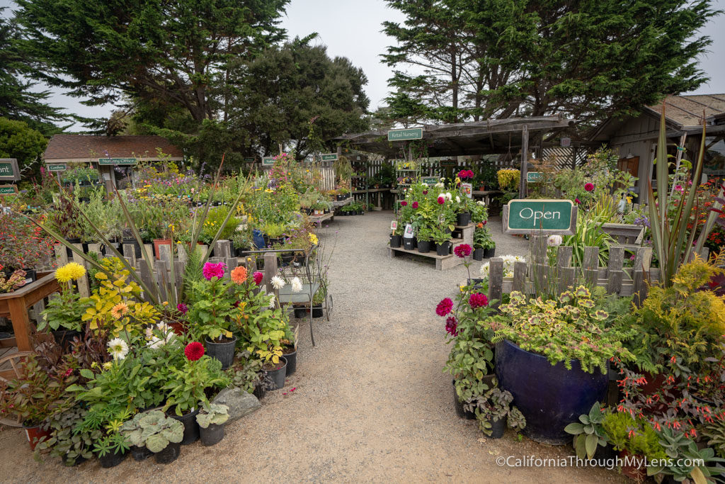 Mendocino Botanical Gardens Succulents